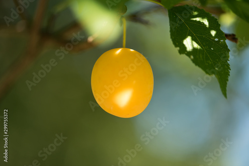 Yellow damson plum in tree with green leaves. Natural colours and shallow depth of field with soft tones and dreamy atmosphere 