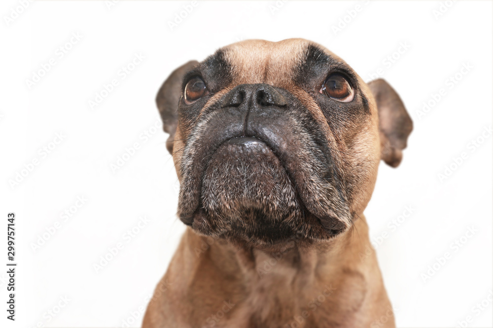 Obraz premium Portrait of a brown French Bulldog looking up on white background 