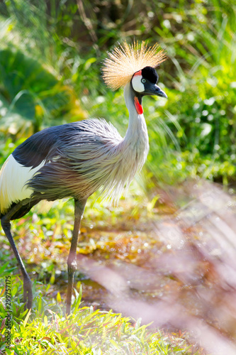Grey crowned African crane © wannasak