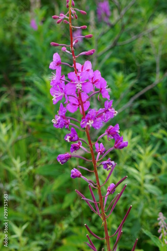 Chamaenerion angustifolium  Fireweed  Blooming Fireweed  Alasksa