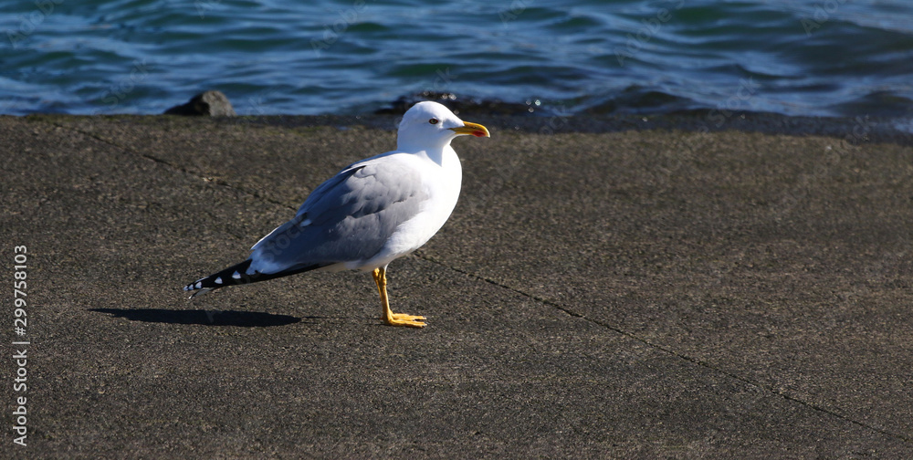 Fototapeta premium seagull on the beach