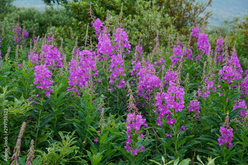 Chamaenerion angustifolium, Fireweed, Blooming Fireweed, Alasksa