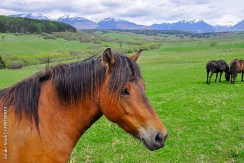 Horses on a pasture. Spring  snow on peaks. Liptov region  High Tatras mountains national park  Slovakia. The Hucul or Carpathian is a pony small horse breed originally from the Carpathian Mountains.