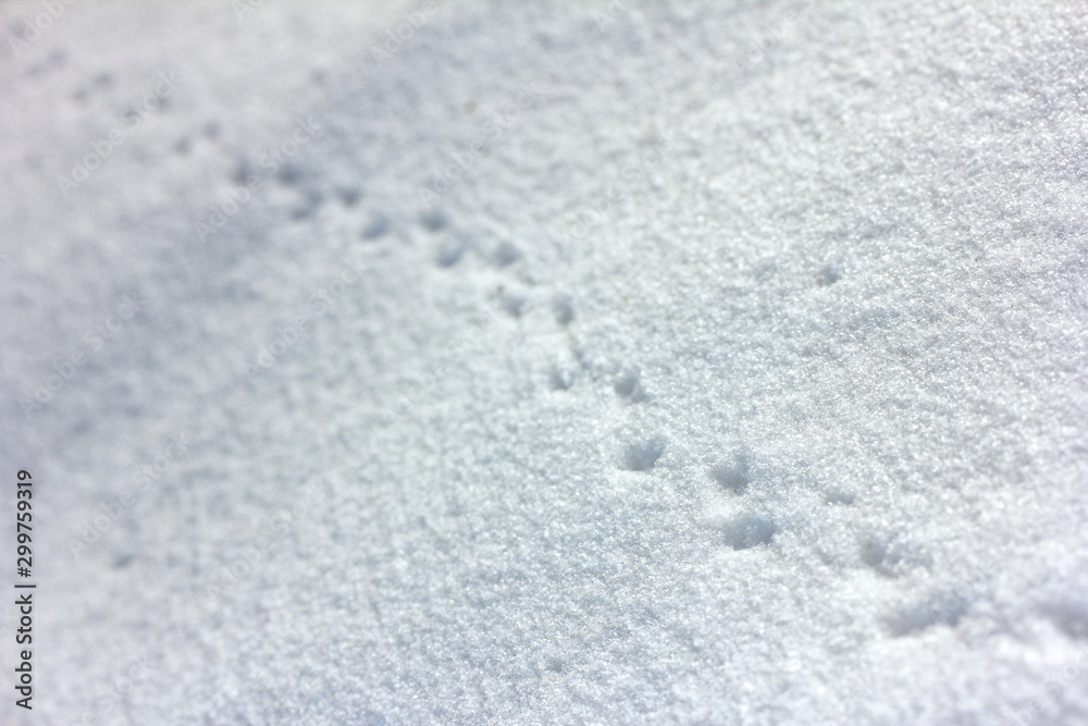 Obraz premium Fußabdrücke im Schnee, bei Sonnenschein