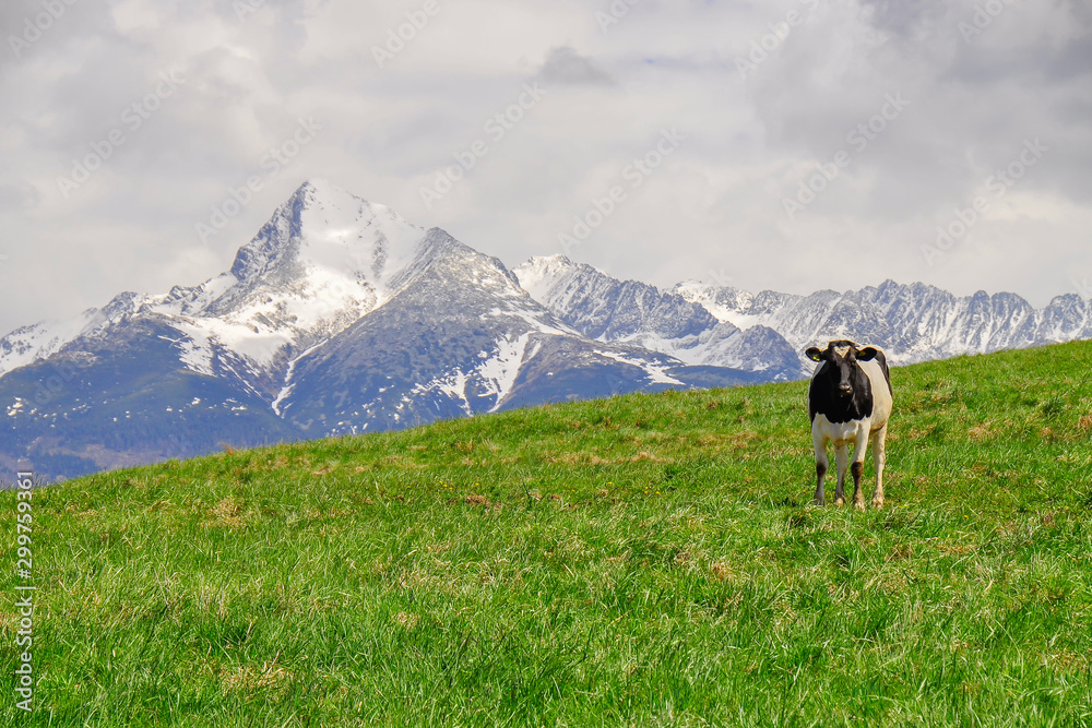 Cattle on a mountain pasture. Colorful morning view in spring season with snow on peaks. Liptov region, High Tatras mountains national park, Slovakia. Holstein Friesians are a breed of dairy cattle.