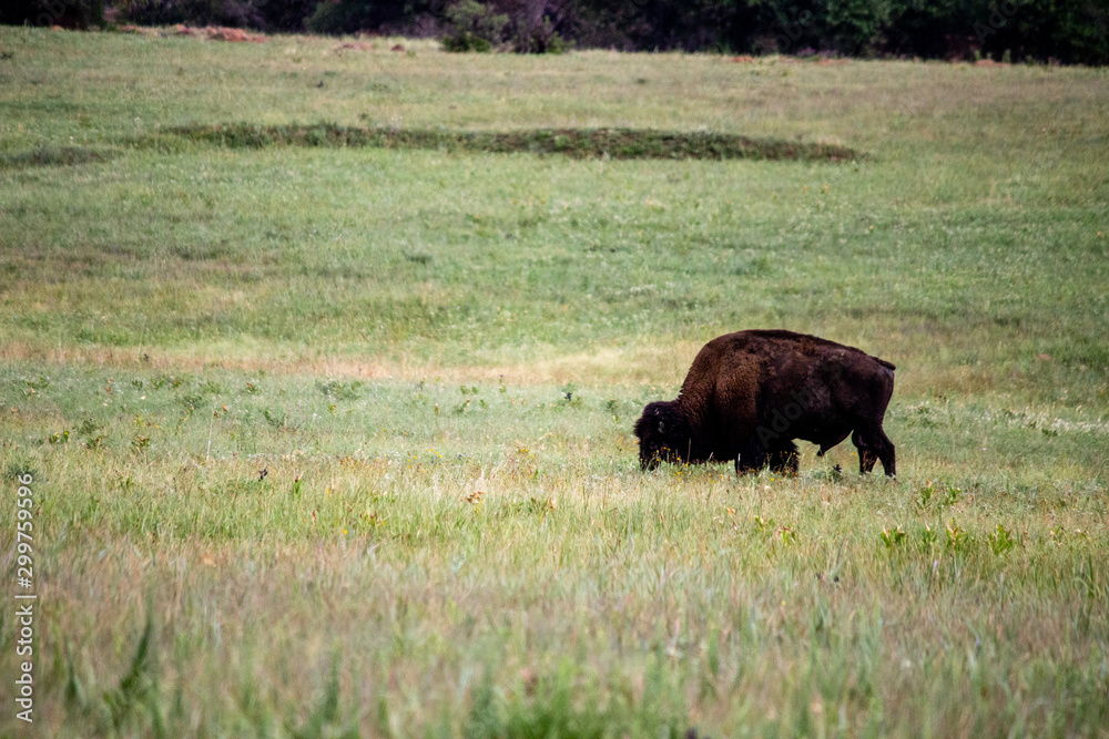 Buffalo eating in the field