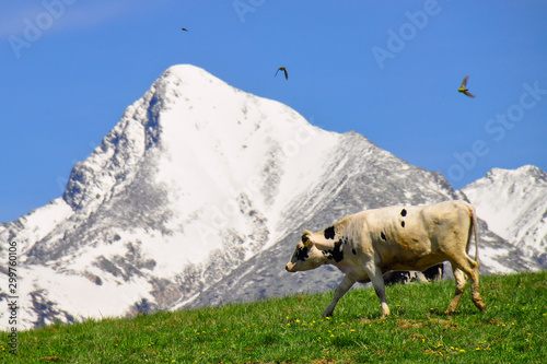 Cattle on a mountain pasture. Colorful morning view in spring season with snow on peaks. Liptov region  High Tatras mountains national park  Slovakia. Holstein Friesians are a breed of dairy cattle.