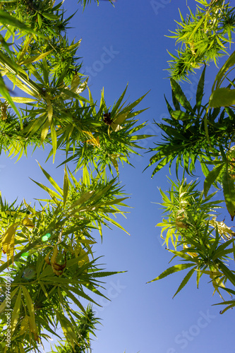 a large field full of hemp plants photographed from below