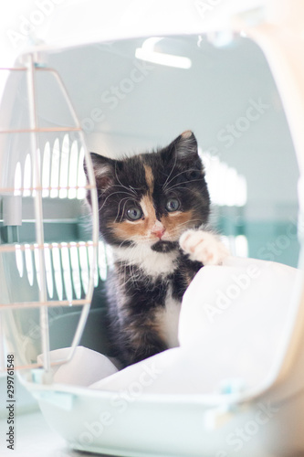 The cat sits in a carrier for animals . A pet. Transportation of animals. Little kitten.