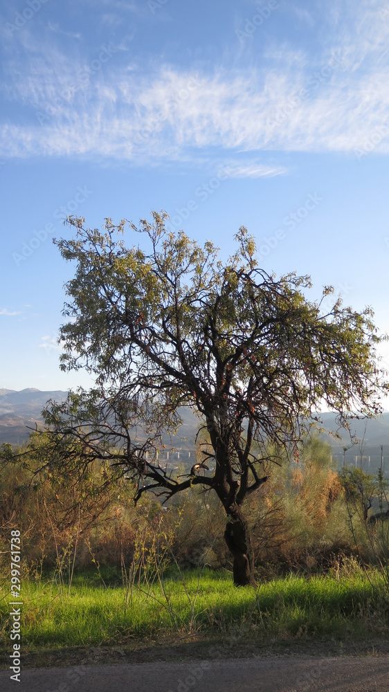 Almond tree against blue Andalusian autumn sky