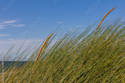 D  nengras weht im Wind  an der Ostsee