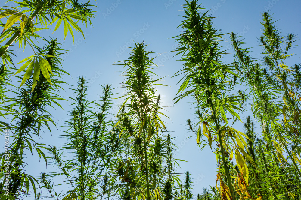 a large field full of hemp plants photographed from below a large field full of hemp plants photographed from below