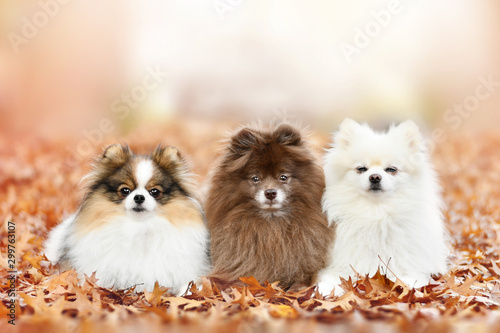three pomeranian dog in autumn photo
