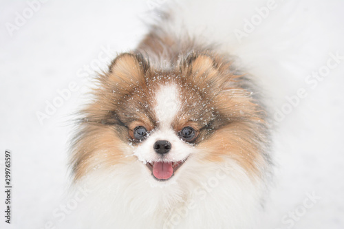 Happy tricolor parti pomeranian dog in the snow
