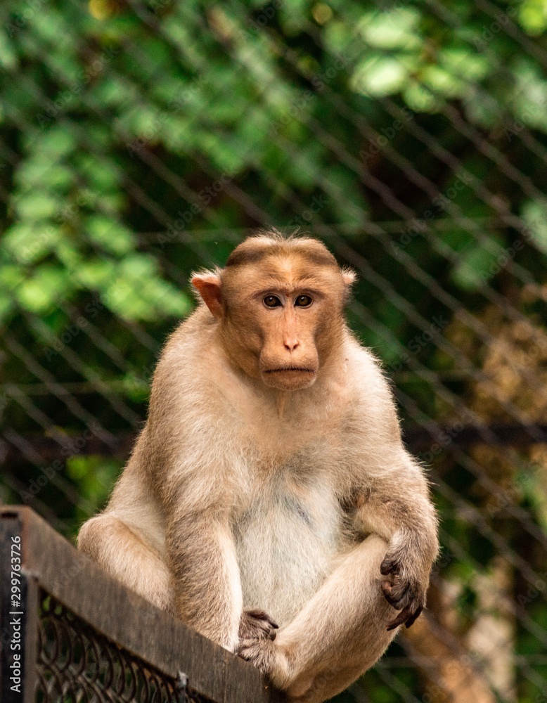 Fototapeta premium Monkey pose