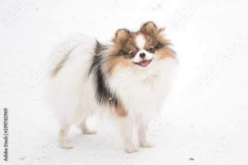 Cute happy tricolor parti pomeranian dog standing in the snow