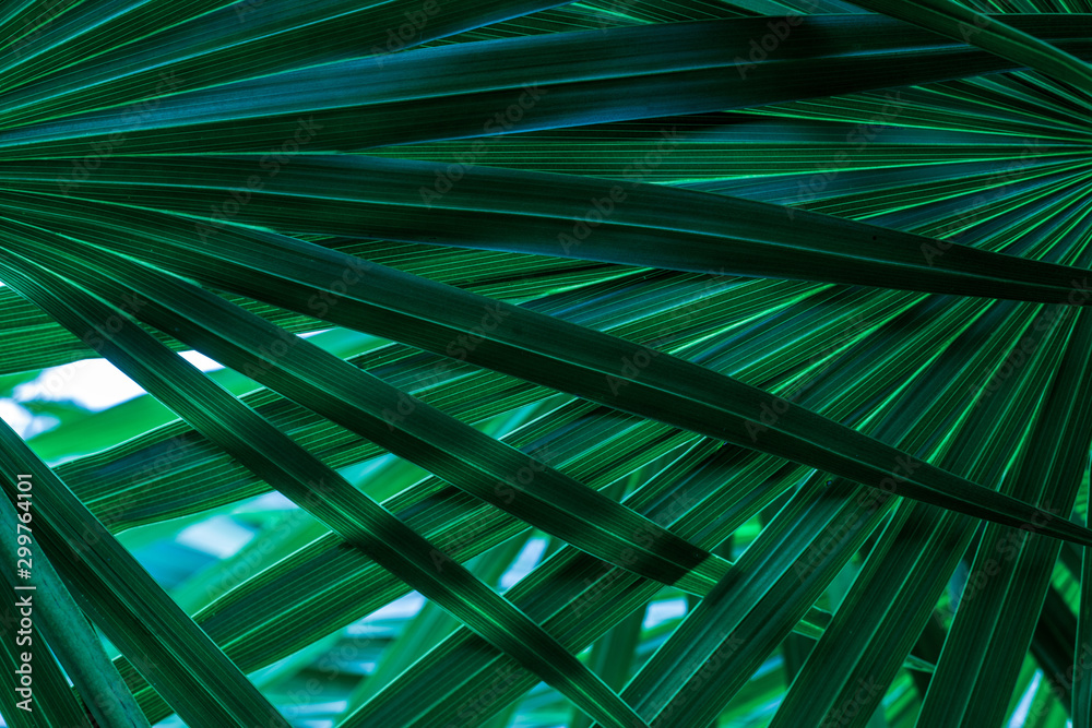 tropical palm leaf and shadow, abstract natural green background, dark blue tone tropical palm leaf and shadow, abstract natural green background, dark blue tone