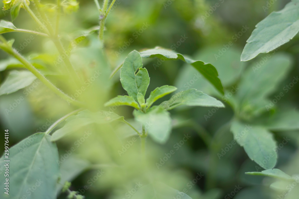 Close up of the Thai green basil leaves