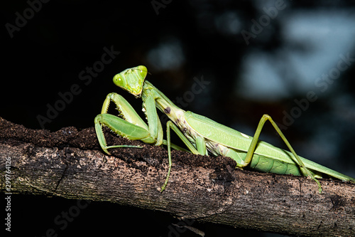closeup mantis on tree branch, macro shot of mantis which can be used as background © Boxyray