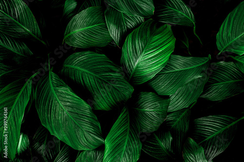leaves of Spathiphyllum cannifolium, abstract green texture, nature background, tropical leaf
