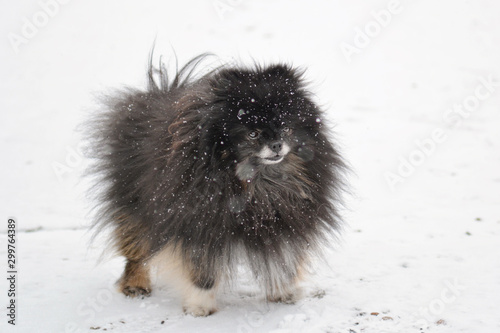 Pomeranian boy standing in the snow 