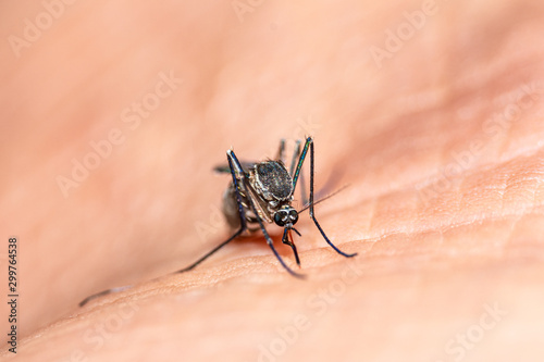 macro shot of Mosquitoes feeding on a  human skin © Boxyray