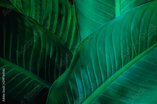 liście Spathiphyllum cannifolium, streszczenie tekstura zielony, tło natura, tropikalny liść