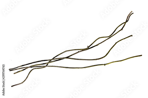 Spiral twisted jungle tree branch  vine liana plant isolated on white background  clipping path included