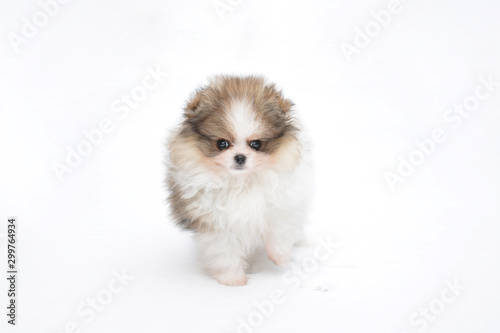 Little tricolor parti pomeranian puppy in the snow