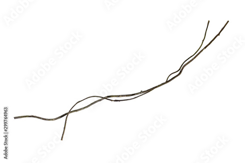 Spiral twisted jungle tree branch, vine liana plant isolated on white background, clipping path included