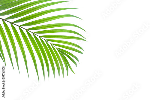 leaves of coconut isolated on white background