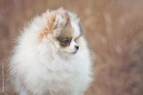 Cute little tricolor parti pomeranian puppy boy outside