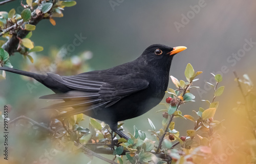 Amsel im Beerenstrauch photo