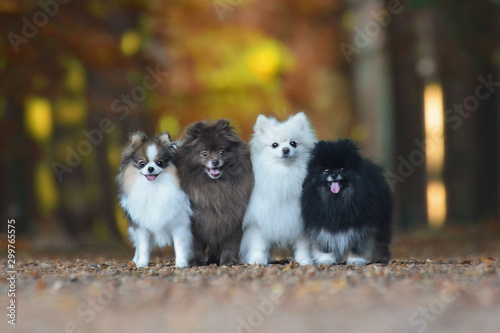 four pomeranians standing on a autumn path 