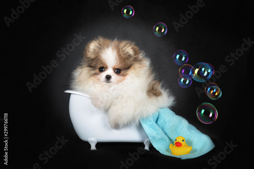 Cute little tricolor parti pomeranian dog taking a bath