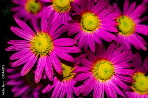 pink flowers of chrysanthemum