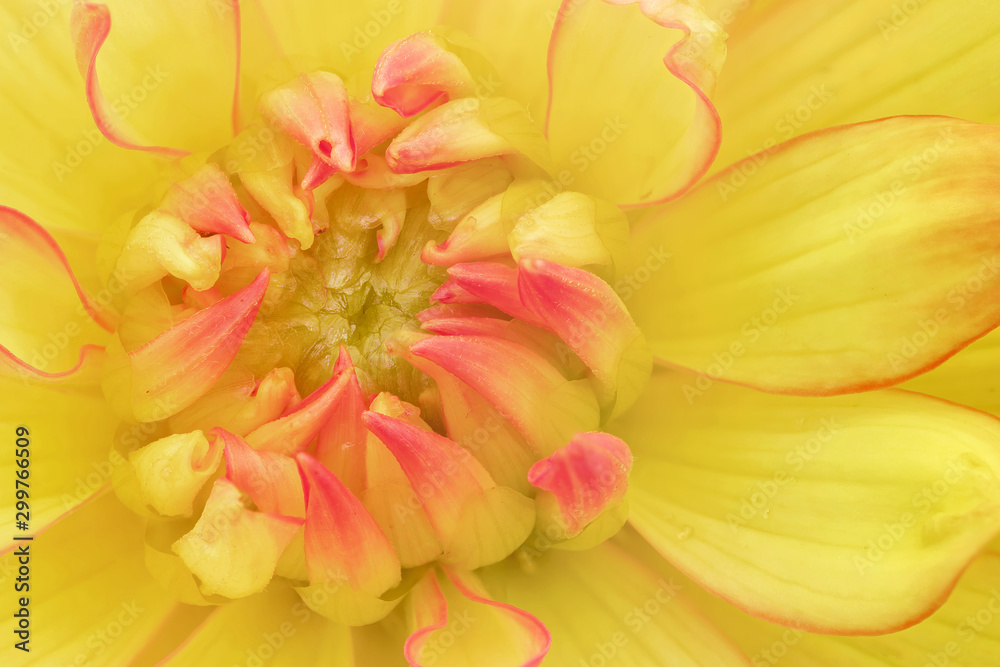 Close up of yellow and pink dahlia