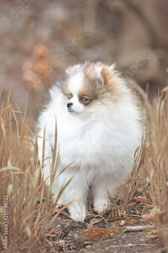 Little parti tricolor pomeranian puppy outside in the grass