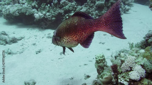 Crescend-tail bigeye among the corals in the Red Sea photo