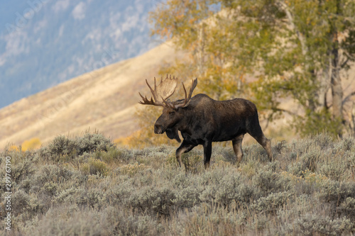 bull-shiras-moose-in-autumn-in-wyoming