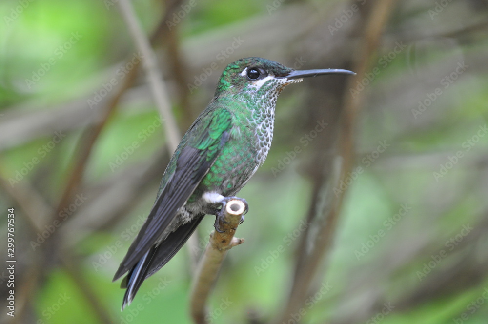 Fototapeta premium Colibri vert bleu, Costa Rica