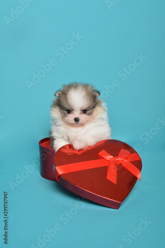 Tricolor parti pomeranian puppy valetines heart