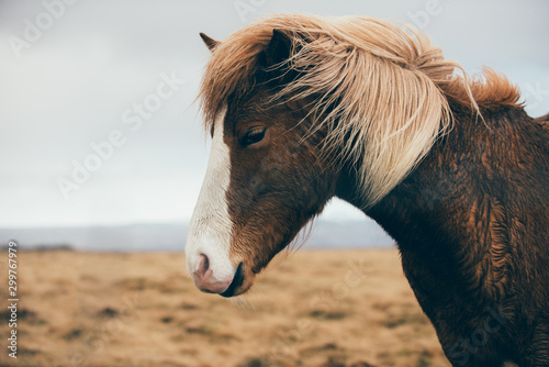 Obraz na płótnie icelandic horses running free