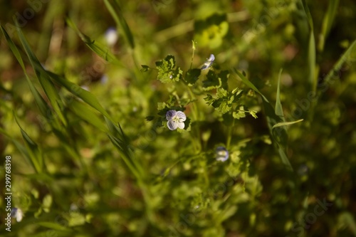 fiore teneri