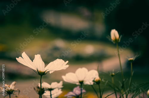 Cosmos flowers in the garden, vintage tone filter