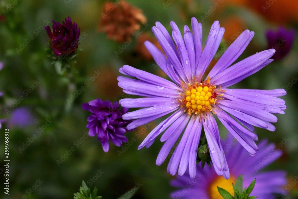 Blooming aster New Belgian in late autumn. Violet flowers under the snow. Blooming aster New Belgian in late autumn. Violet flowers under the snow.