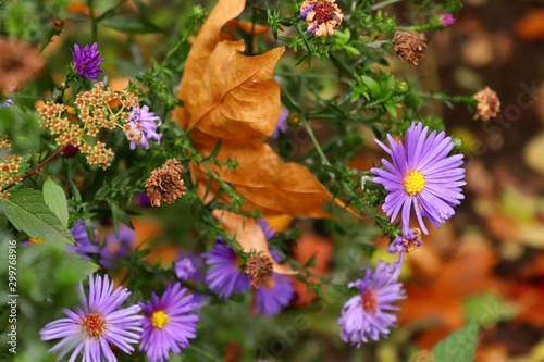 Blooming aster New Belgian in late autumn. Violet flowers under the snow.