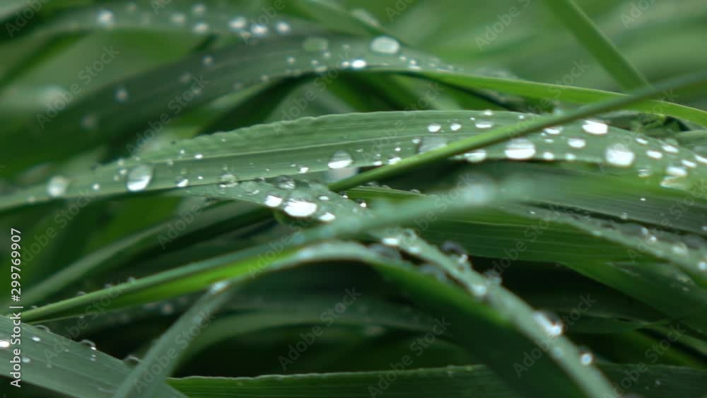 Panoramic slow motion, Full HD video, 240fps, 1080p. Close-up view of green grass with drops of water in a summer day. Panoramic slow motion, Full HD video, 240fps, 1080p. Close-up view of green grass with drops of water in a summer day.