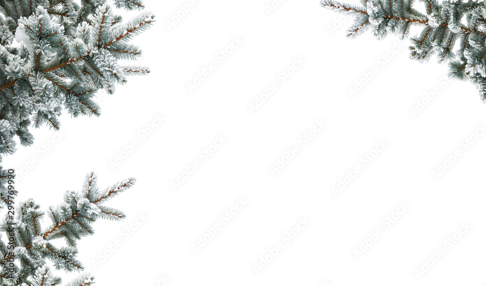 Twigs of christmas tree (spruce Picea pungens) covered hoarfrost and in snow on a white background with space for text - obrazy, fototapety, plakaty 