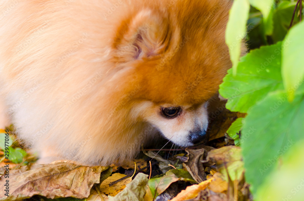 Obraz premium A beautiful little fluffy Pomeranian sniffing something on the ground. dog hunter. mark territory. poisoning, extermination of wild and domestic animals.